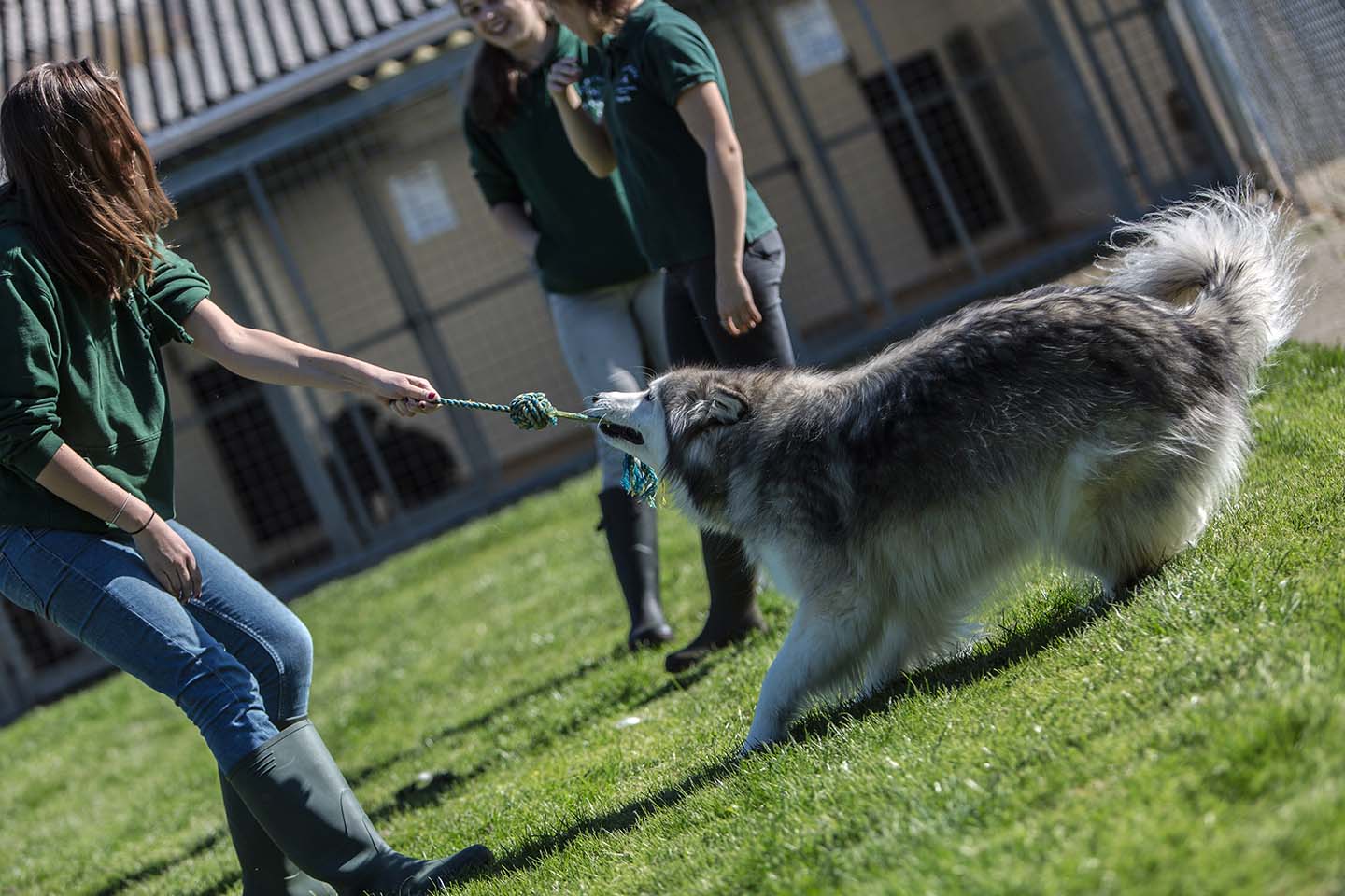 Three Oaks Dog Boarding Kennels Southampton Hampshire Three Oaks Dog Boarding Kennels Southampton Hampshire