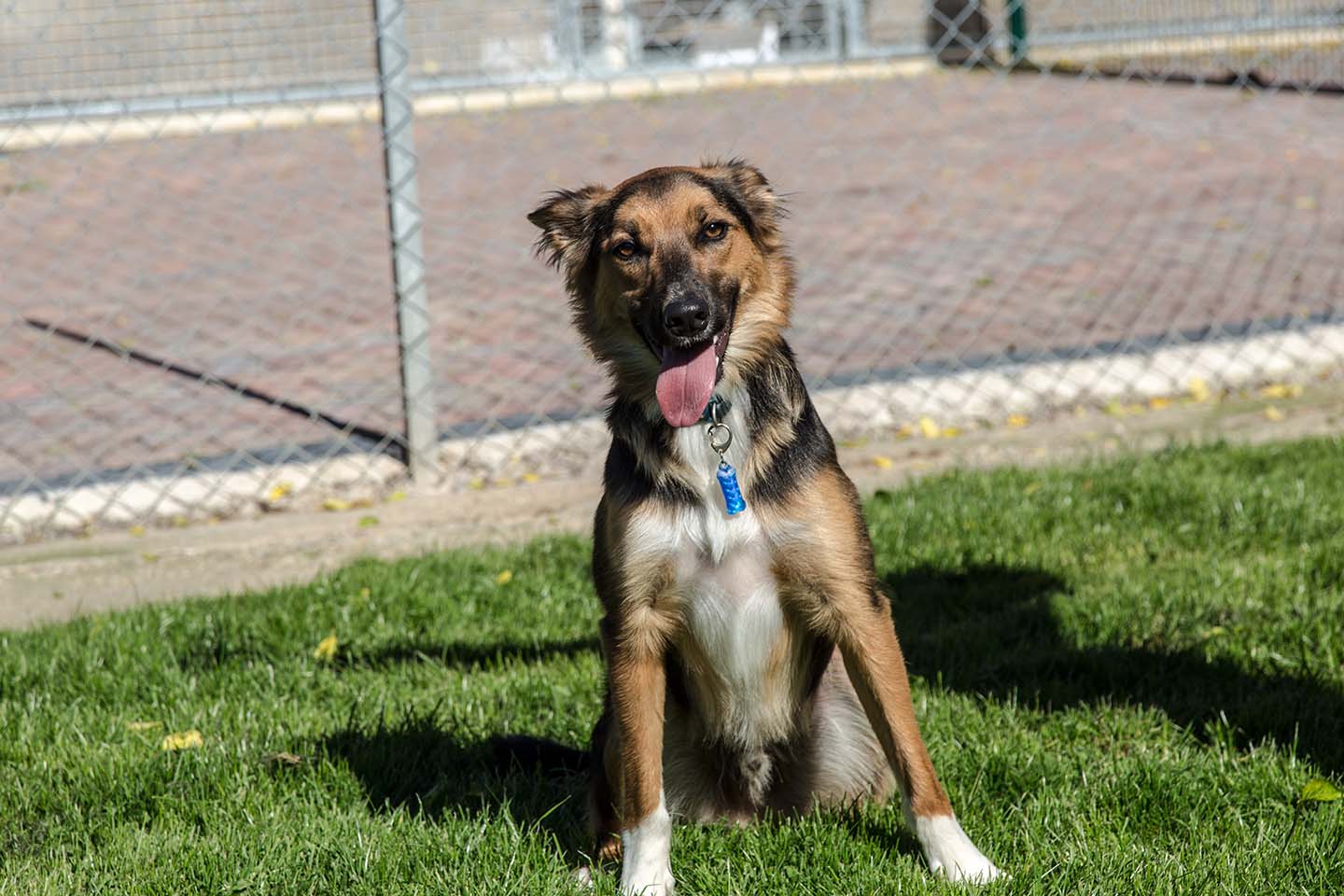 Dog Boarding Three Oaks Boarding Kennels Dog Boarding Kennels and